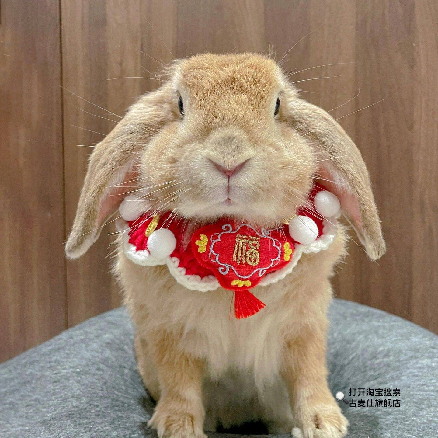 新年宠物兔子围兜荷兰猪豚鼠猫咪春节围脖过年装饰项圈节日配饰,宠物/宠物食品及用品,围巾/口水巾,淘宝优惠券,粉丝福利购,淘宝优惠卷