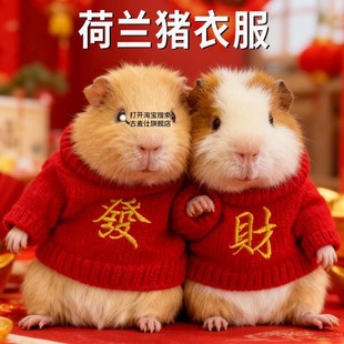 荷兰猪衣服喜庆过年过冬豚鼠仓鼠新年红色春节毛衣加厚专用宠物