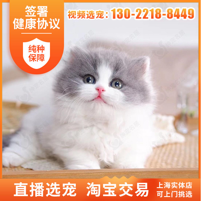 Shanghai store Britain Long-haired cat Persian Bluish white Highland Kittens Cub Thoroughbred living thingin the Pet/Pet food and supplies , Kitty  category - from Buy2taobao.com to provide professional Taobao agent buy service