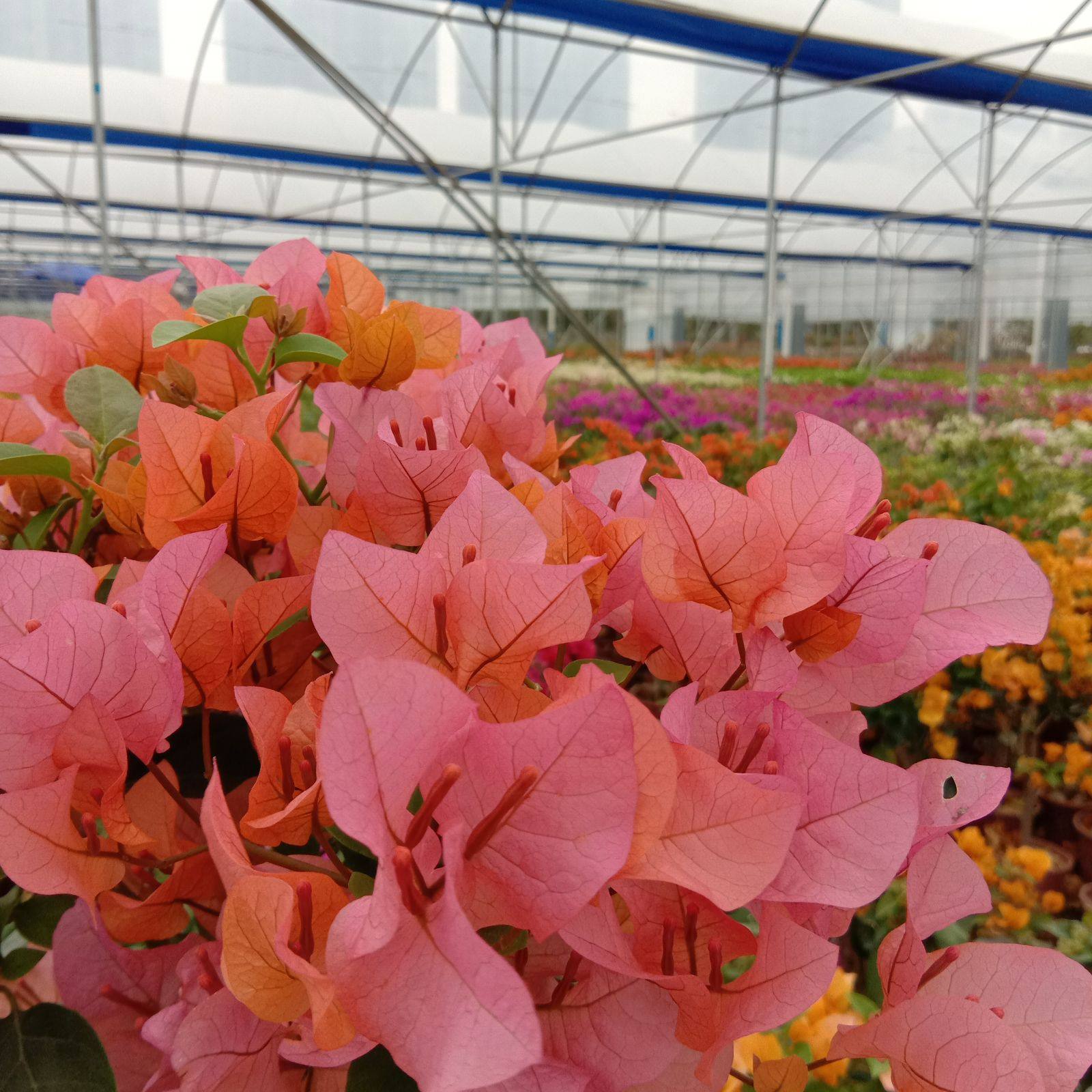 勤花三角梅【波伊斯玫瑰】爬藤植物阳台四季开花盆栽绿植包邮,鲜花速递/花卉仿真/绿植园艺,绣球/木绣球/木本植物,淘宝优惠券,粉丝福利购,淘宝优惠卷