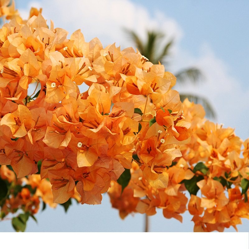 三角梅美观秋季  爬藤扦插苗【加州黄金】四季开花盆栽植物包邮,鲜花速递/花卉仿真/绿植园艺,绣球/木绣球/木本植物,淘宝优惠券,粉丝福利购,淘宝优惠卷