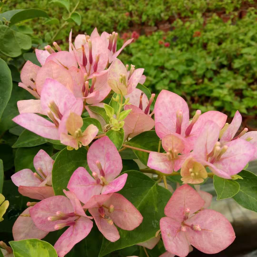 勤花三角梅【暗斑五宝】耐寒爬藤植物阳台四季开花盆栽绿植包邮