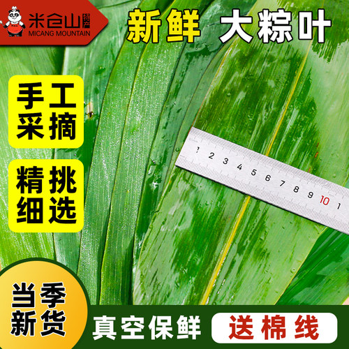 新鲜粽子叶棕叶大号新叶包粽子专用的叶子端午节商用批发干粽叶大