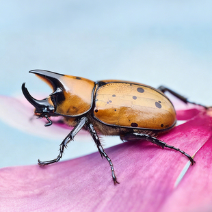美东白兜成虫甲虫活体独角仙大兜虫锹甲花金龟2025热门个性 宠物