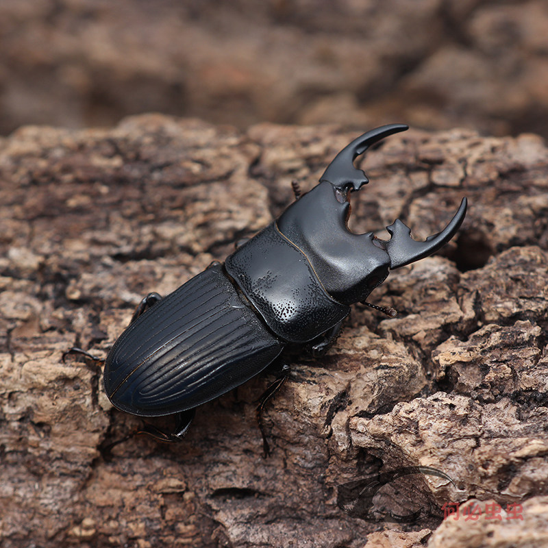 星肥角锹形虫成虫甲虫活体独角仙大兜虫锹甲花金龟热门个性宠物