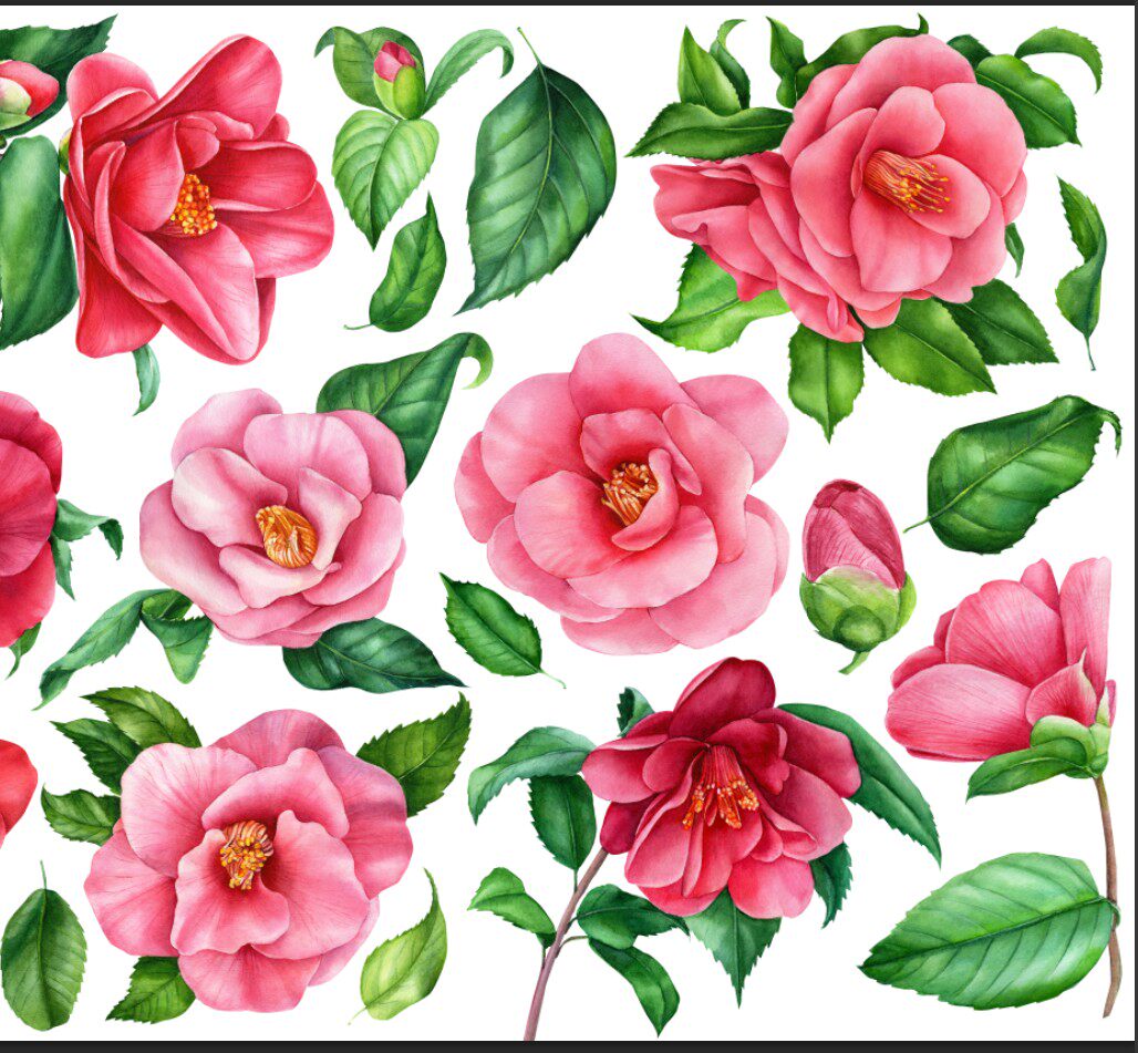 大尺寸高清分辨率设计素材  花朵 手绘k5-16