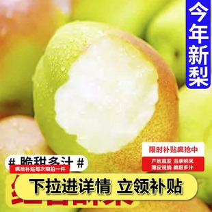 正宗山西红香酥梨当季现摘薄皮脆甜多汁新鲜水果整箱9斤香梨包邮
