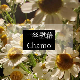 平替珍妮香 一丝慰藉 洋甘菊香水 肌肤之亲 人才