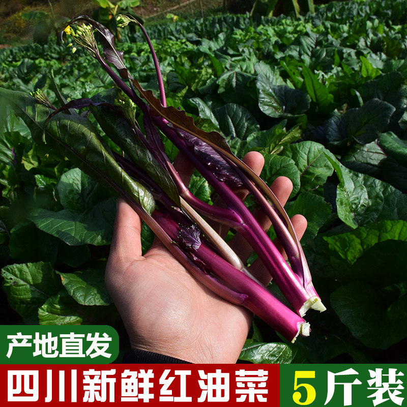 四川新鲜红菜苔紫色菜苔红油菜苔菜芯新鲜蔬菜农家现摘现发4斤,水产肉类/新鲜蔬果/熟食,其它,淘宝优惠券,粉丝福利购,淘宝优惠卷
