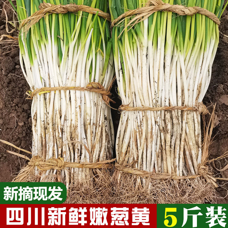 四川新鲜葱黄农家现挖大葱葱黄自贡内江盐帮菜葱白天葱嫩葱黄
