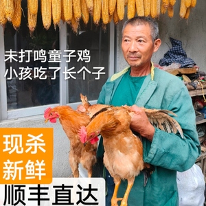 2只皖南九华山未打鸣顺丰公鸡