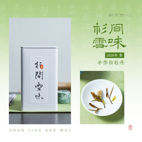 韶灵素心【杉间雪味】2026春抛荒手作白牡丹 清幽纯净 高山遮阴料