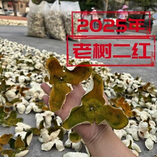 2025年正宗广东新会陈皮二红皮新鲜新会大红柑青柑果柑橘子桔子皮