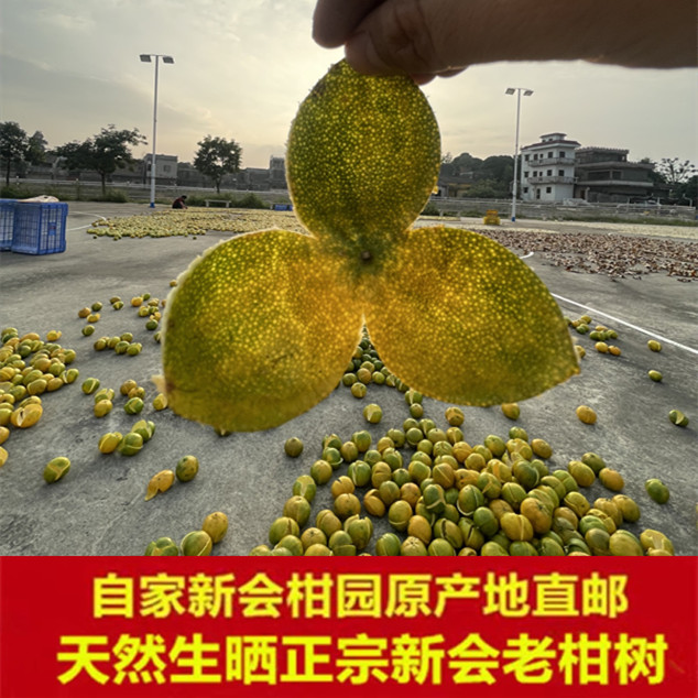 2024年新会陈皮正宗特产茶枝柑新鲜柑果干大红二红柑果皮陈皮干