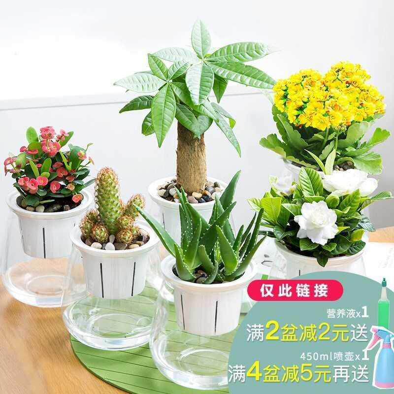 幼儿园植物角装饰自然角水花易活小盆栽摆件水培植物小型桌面迷你