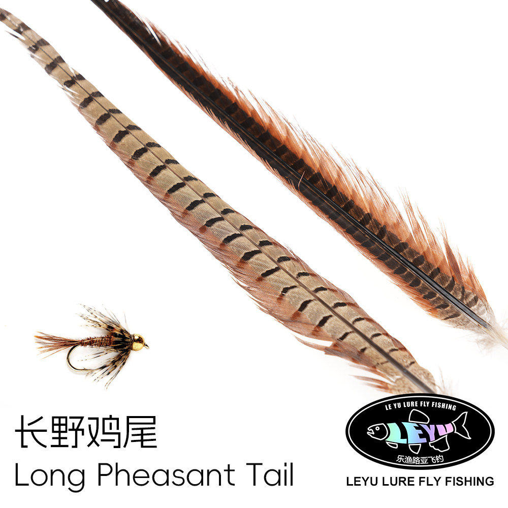 超长野鸡尾羽PheasantTail