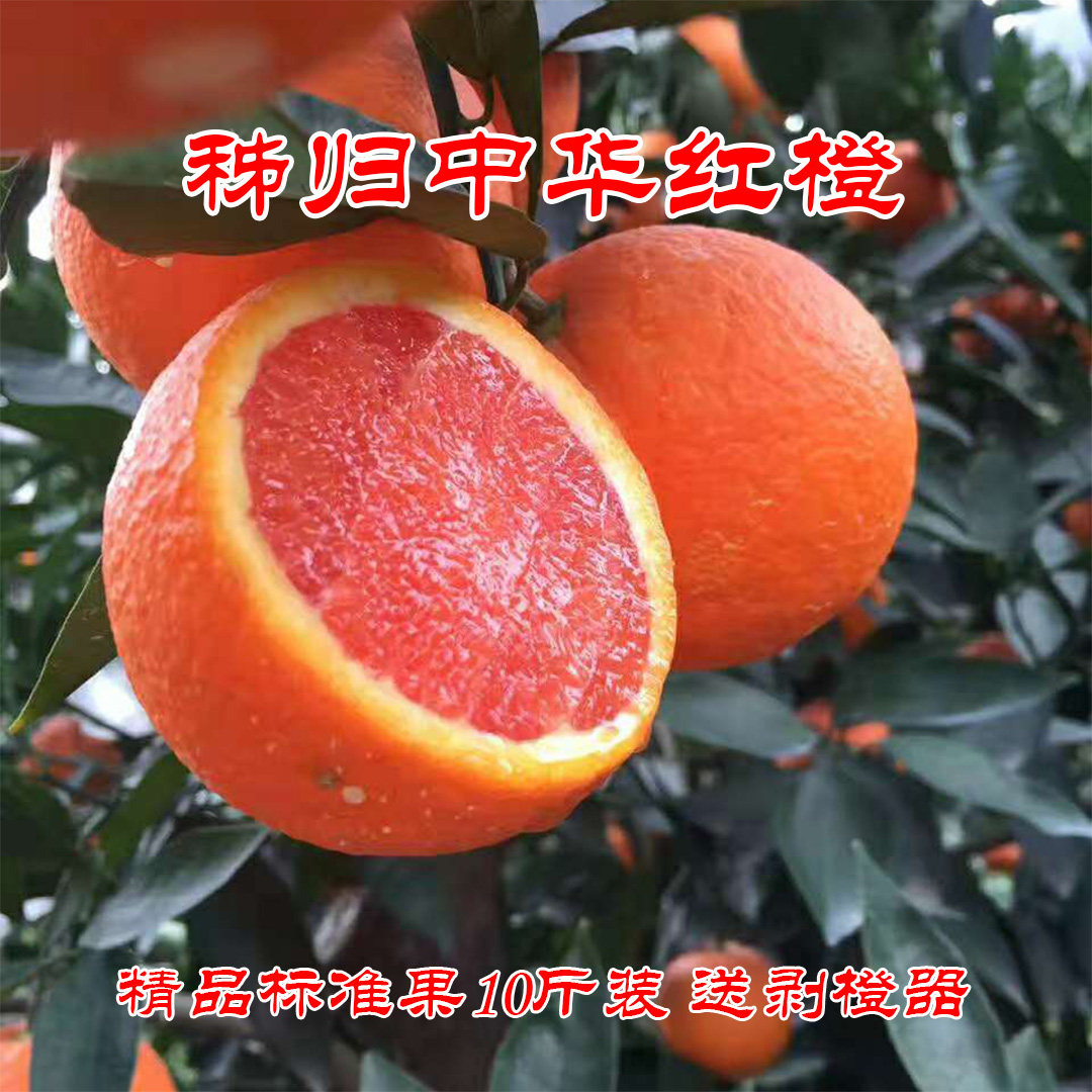 血橙10斤大个宜昌秭归中华红橙子红肉榨汁香甜婴儿姊现摘新鲜水果