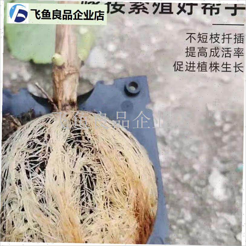 植物高压繁殖嫁接盒花q卉果树控根神器扦插枝繁殖球生根育苗繁殖,