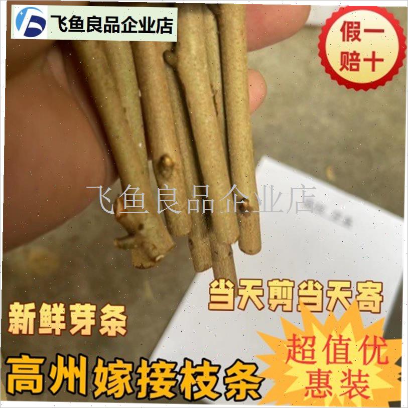 高州仙桃荔枝嫁接果树枝s条新鲜芽条当K天剪荔枝枝条嫁接芽新鲜,