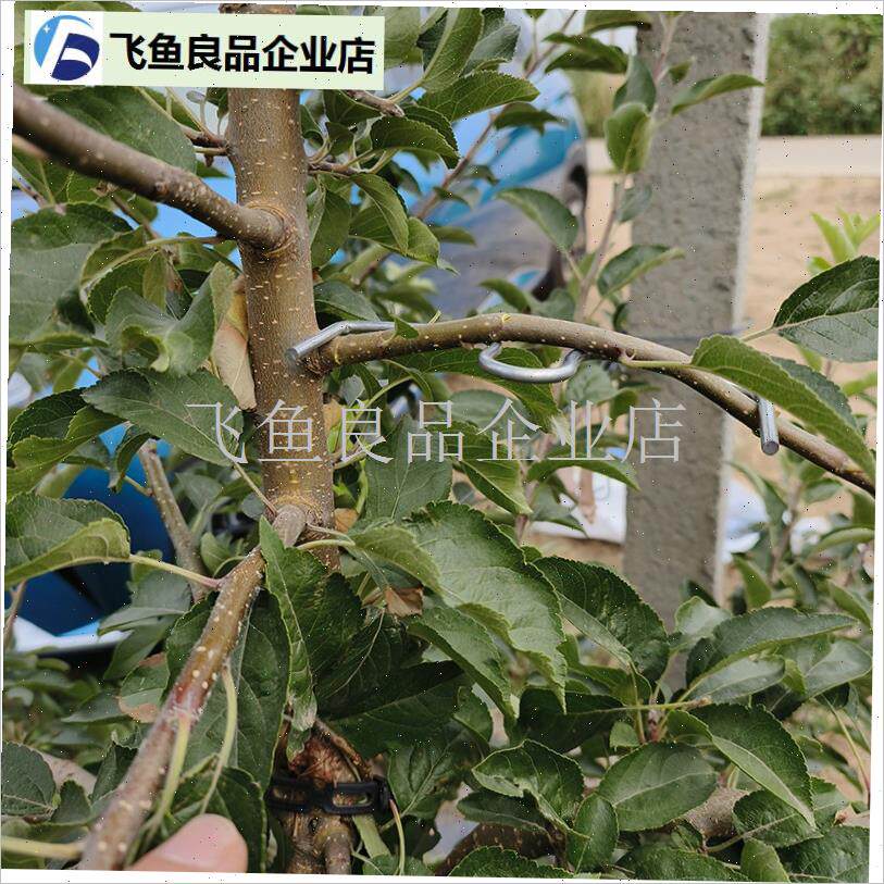 果树拉枝器园林压弯盆景造型固zy定支架多功能开角器苹果树梨树S,