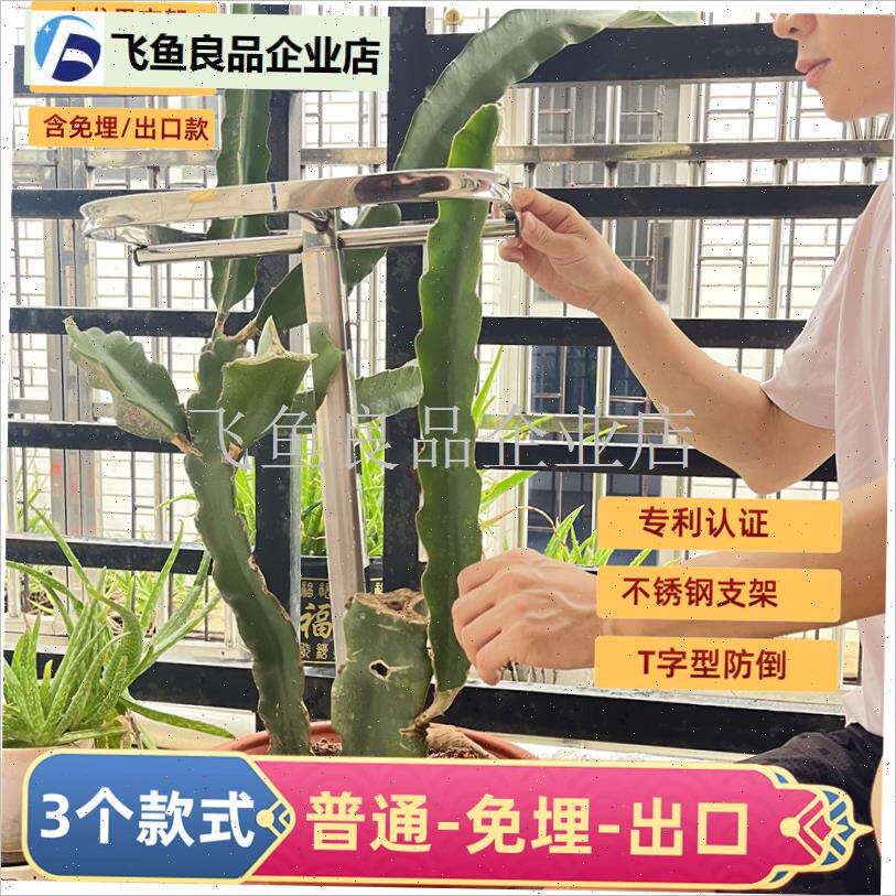 火龙果支架不锈钢辅m助种植花卉支撑架子火龙T果架盆栽地栽支架,