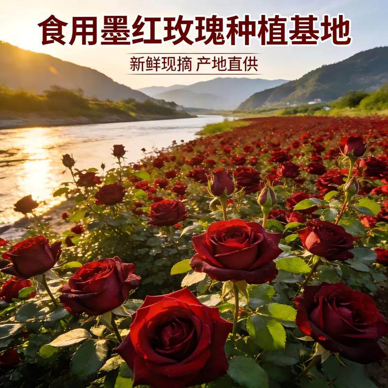 云南新鲜墨红玫瑰鲜花可食用重瓣玫瑰花骨朵花醋瓣酱茶酵素鲜花饼