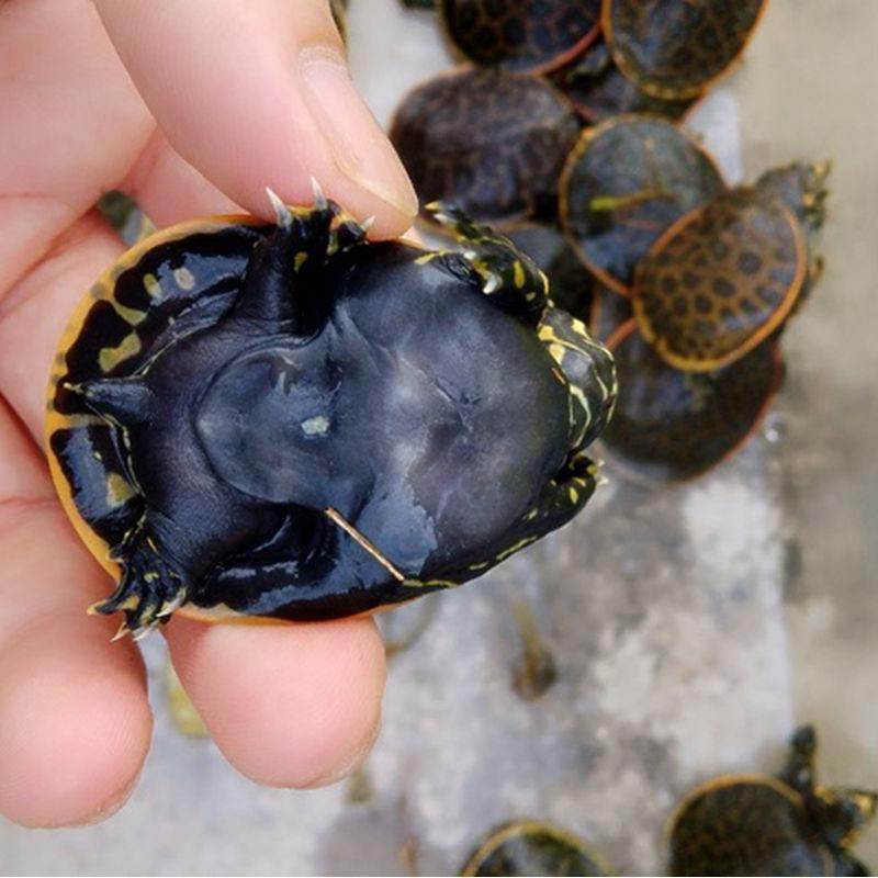 珍珠鳖3~4cm小王八龟鳖彩鳖甲鱼金边鳖乌龟草龟花鳖观赏鳖