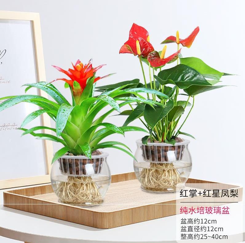净化空气观赏大叶水培花鸿运当头办公桌盆景花水培绿植鱼缸大盆.