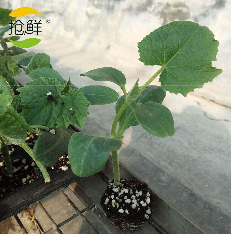 寿光嫁接苗四季青瓜苗耐寒小嫁接黄瓜室内盆栽嫁接苗秋季阳台蔬菜