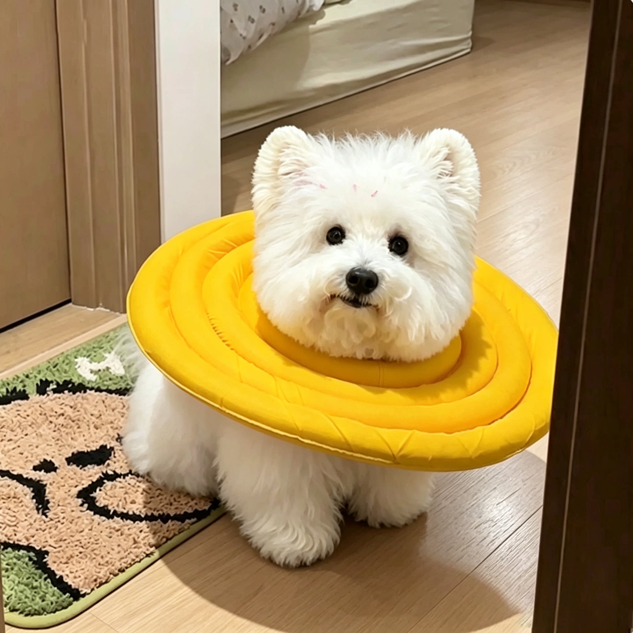 西高地白梗专用小型犬狗狗伊丽莎宠物伊丽莎白圈