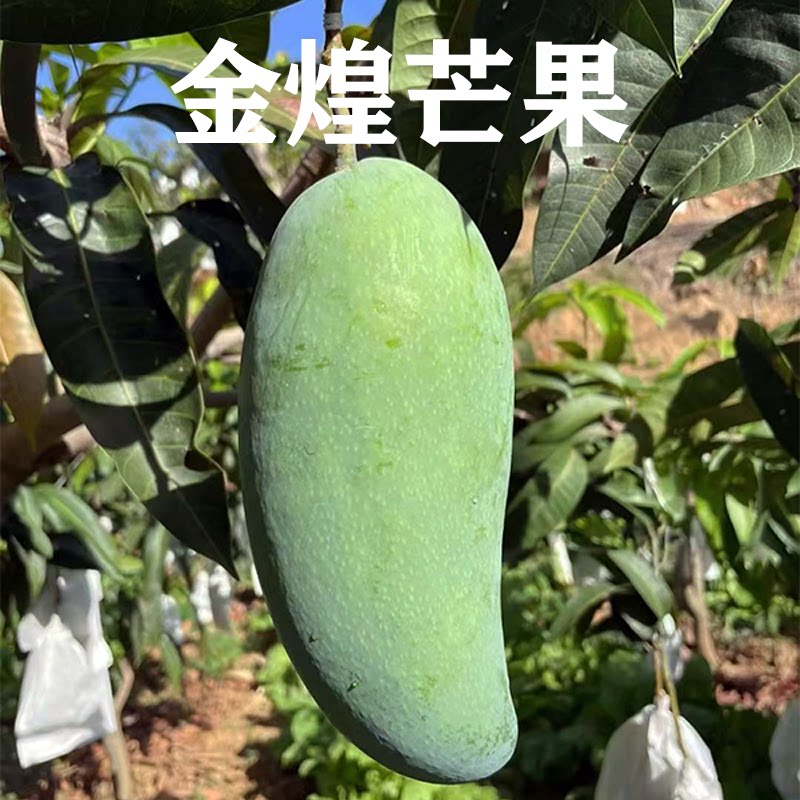 攀枝花大金煌芒果新鲜当季整箱水果大青芒水果特甜心芒自家现摘果