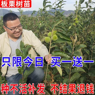 板栗树果苗南方北方四季 种植当年结果特大高产锥嫁接大红袍栗子苗