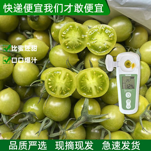 青甜2号小番茄圣女果孕妇清甜绿色青口蜜千禧小番茄新鲜水果柿子