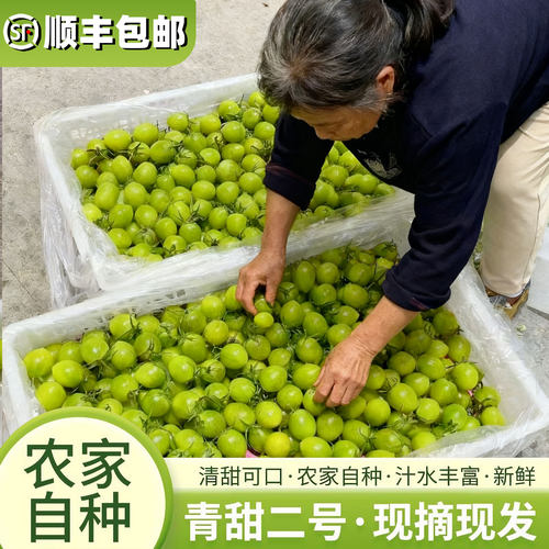 【纯甜口】顺丰包邮青甜2号番茄