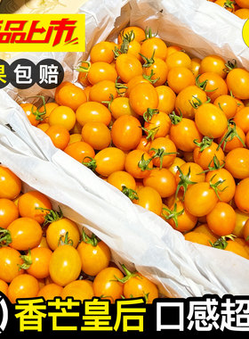 香芒皇后小番茄农家新鲜黄色千禧圣女果孕妇当季超甜爆汁现摘现发
