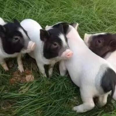 正宗巴马香猪纯种猪苗幼崽猪仔活体小香猪母猪广西健康迷你种猪