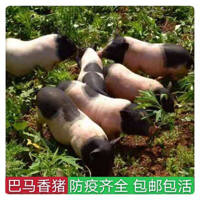 巴马香猪,活体,,小香猪、香猪苗小猪,自养香猪幼崽猪猪,散养香猪