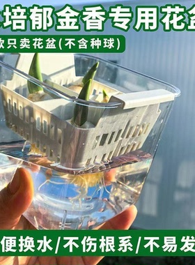 郁金香水培分格塑料花盆不伤根