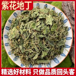 紫花地丁正品犁头草紫草地丁草柴花苦地丁紫地丁非野生