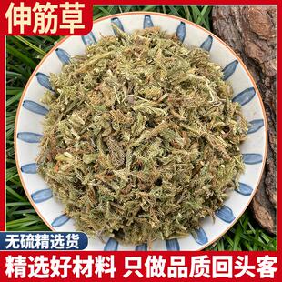 正品伸筋草泡脚马尾生筋草筋骨草非野生石松狮子草小舒筋草