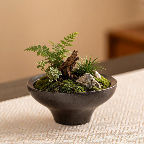 蕨类植物花盆陶瓷创意水培器皿家用桌面苔藓球托盘花盆摆件A94