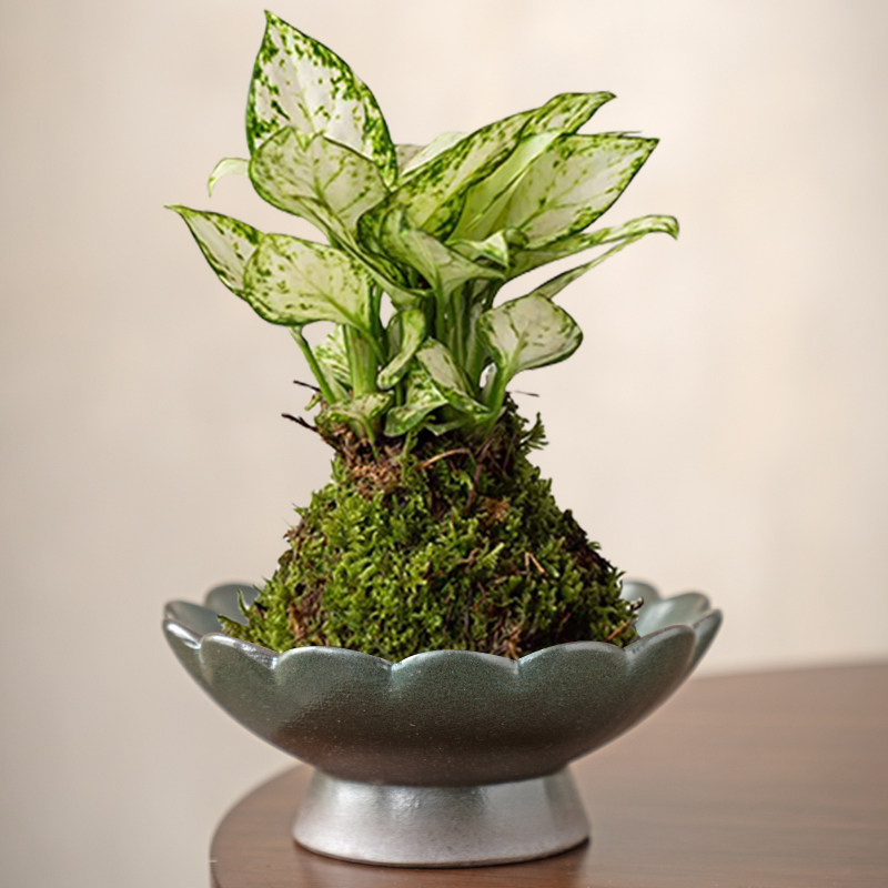 精致小巧苔藓球花盆陶瓷托盘蕨类植物专用盆创意盆栽盆景水培器皿