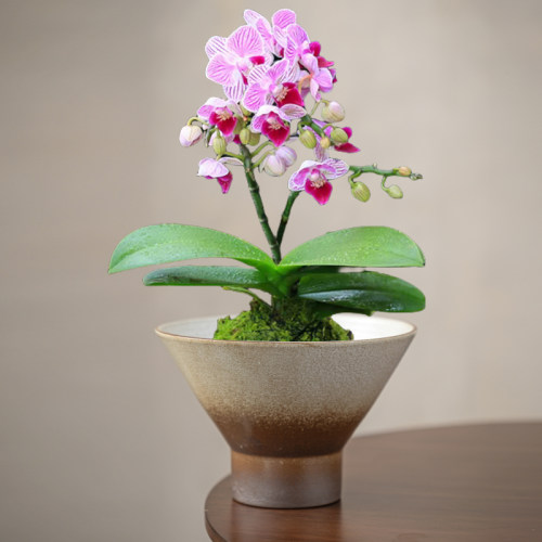 无孔蝴蝶兰专用花盆套盆陶瓷苔藓球花盆托盘蕨类植物水培器皿家用