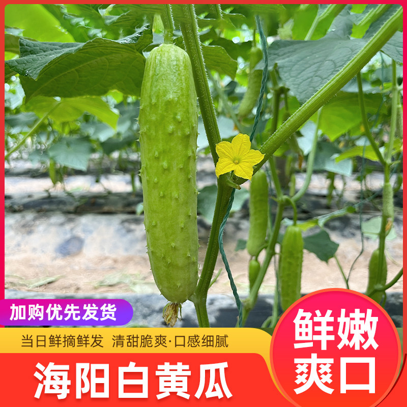 山东海阳白玉黄瓜现摘现发净重3/4.5斤装图片