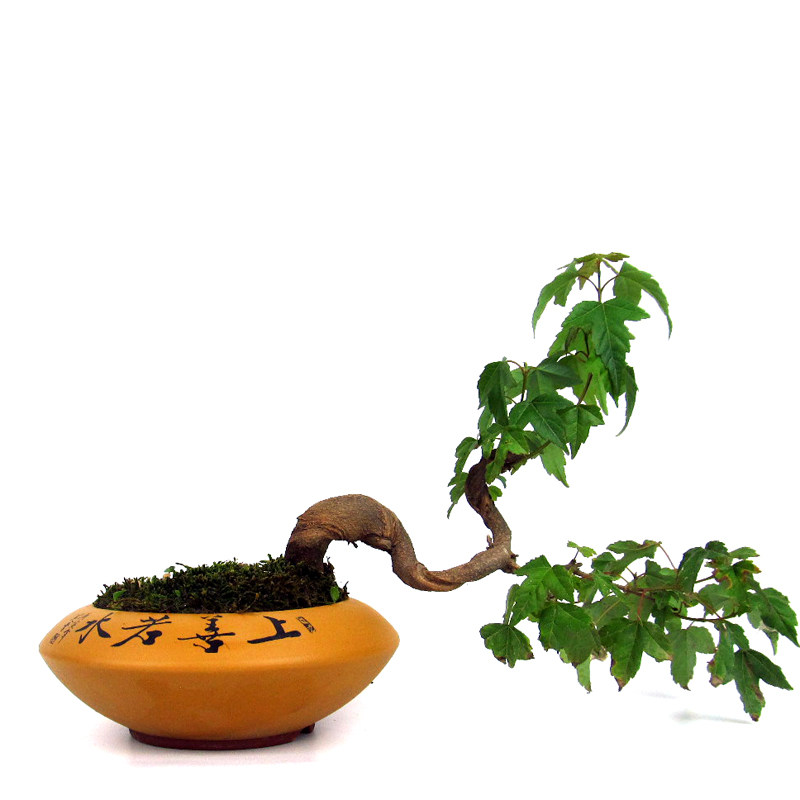 唐枫原生老桩三角枫出猩猩鸡爪槭山红叶矮霸黄荆棠梨熟桩微型盆景