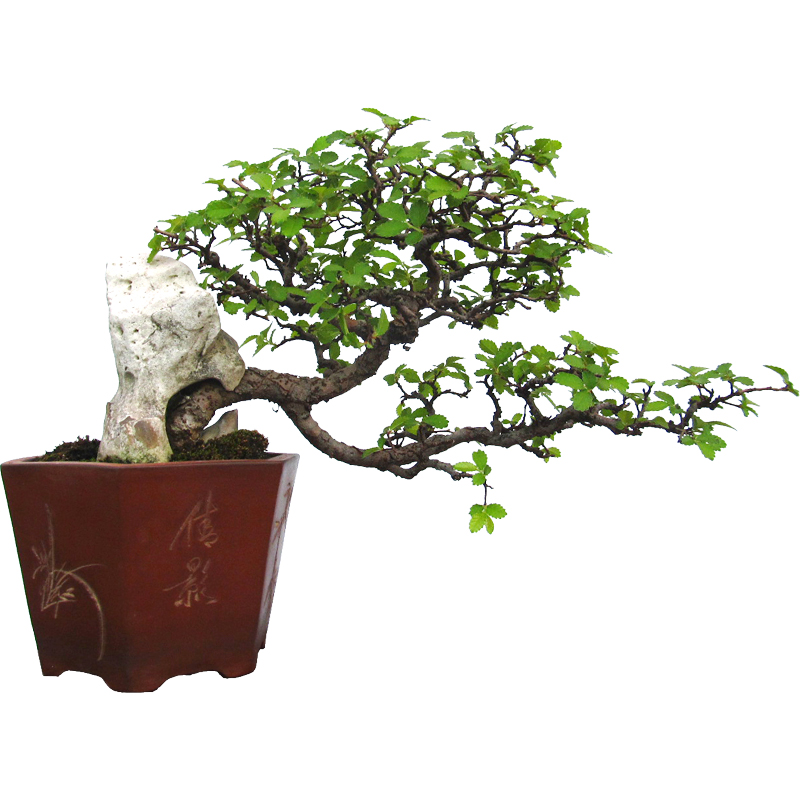 小叶榆树山楂办公桌趣味一物一拍