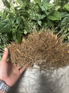 贵州金果榄苗 地苦胆苗 改良二代训化金果榄苗地苦胆训化金果榄苗