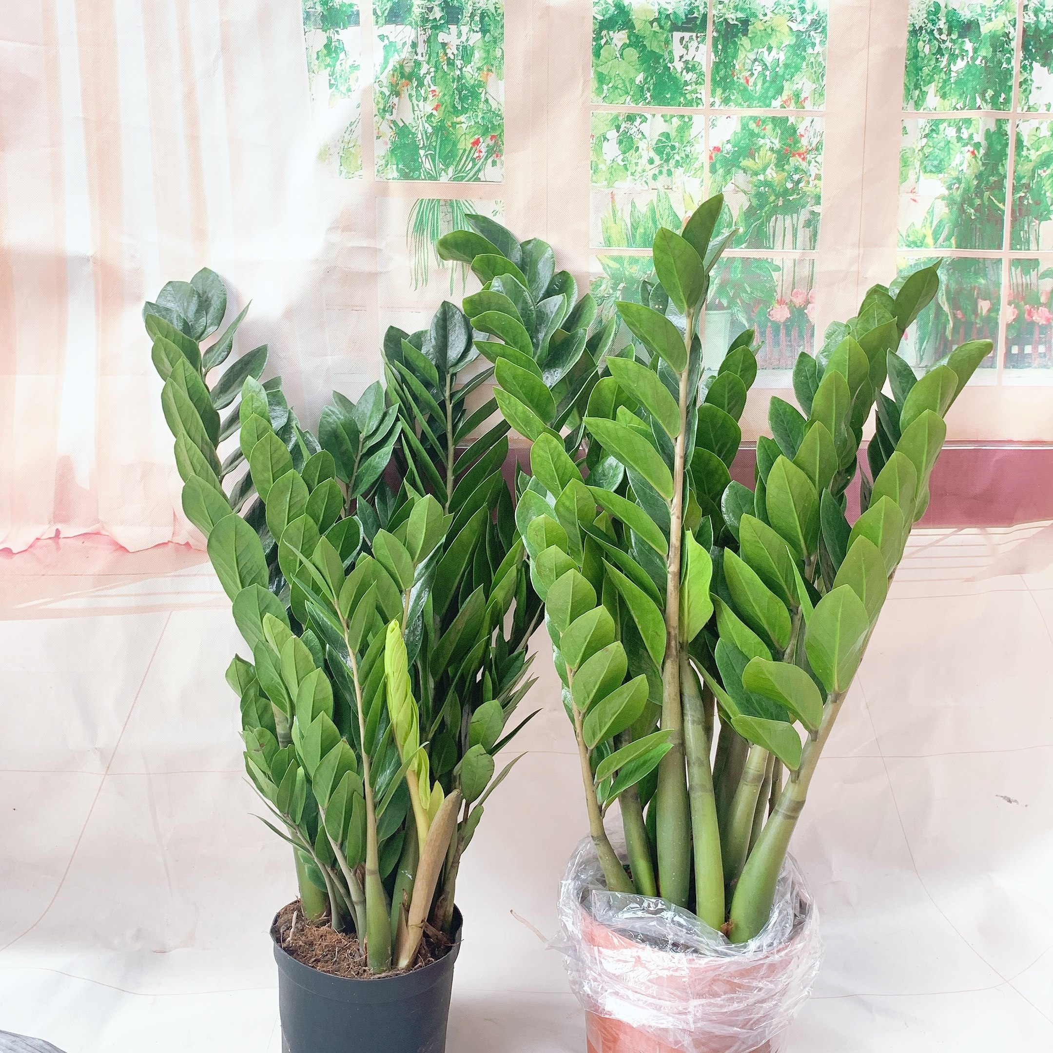 金钱树盆栽植物室内招财钱串子四季常青办公室客厅观叶绿植发财树