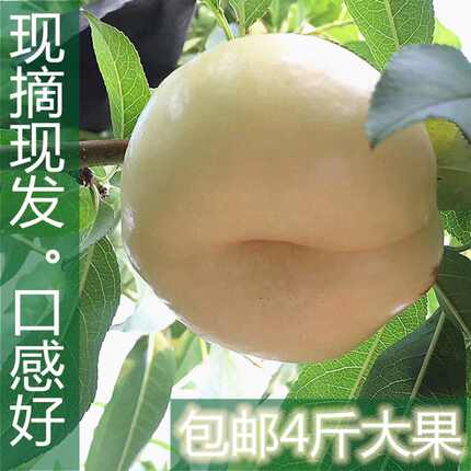 蒙阴奶油蟠桃新鲜水果当季整箱采摘蟠桃扁桃蒙阴蜜桃水果