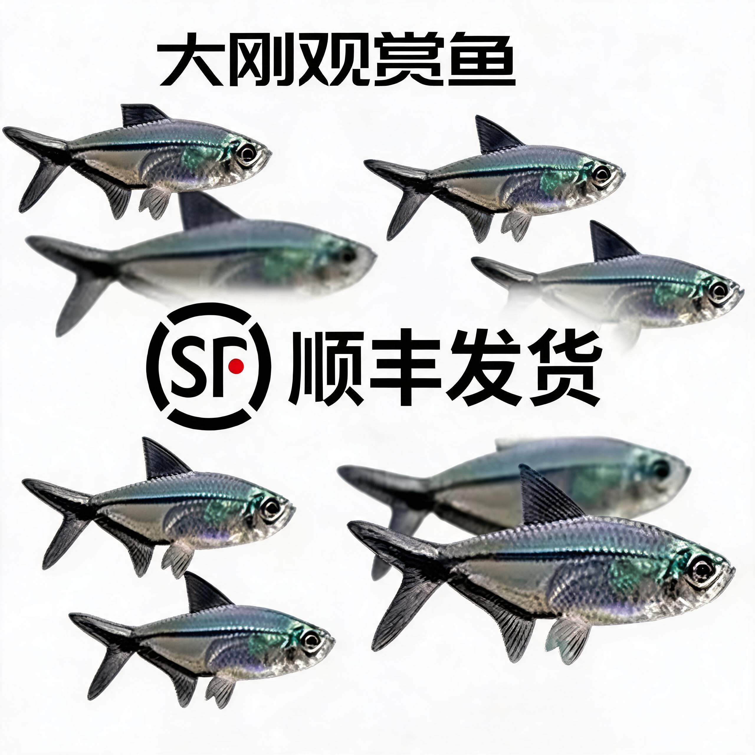 陕西顺丰发货黑尾大勾鱼群游鱼草缸小型热带小型观赏鱼群游鱼灯科
